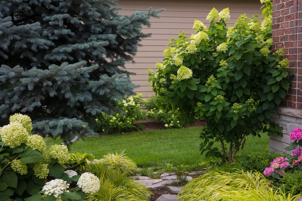 Curbscapes Outdoors planting fort wayne in - Curbscapes Outdoors Lush landscaping with hydrangeas. Ornamental grasses. Evergreen tree. Stone path beside a brick home.